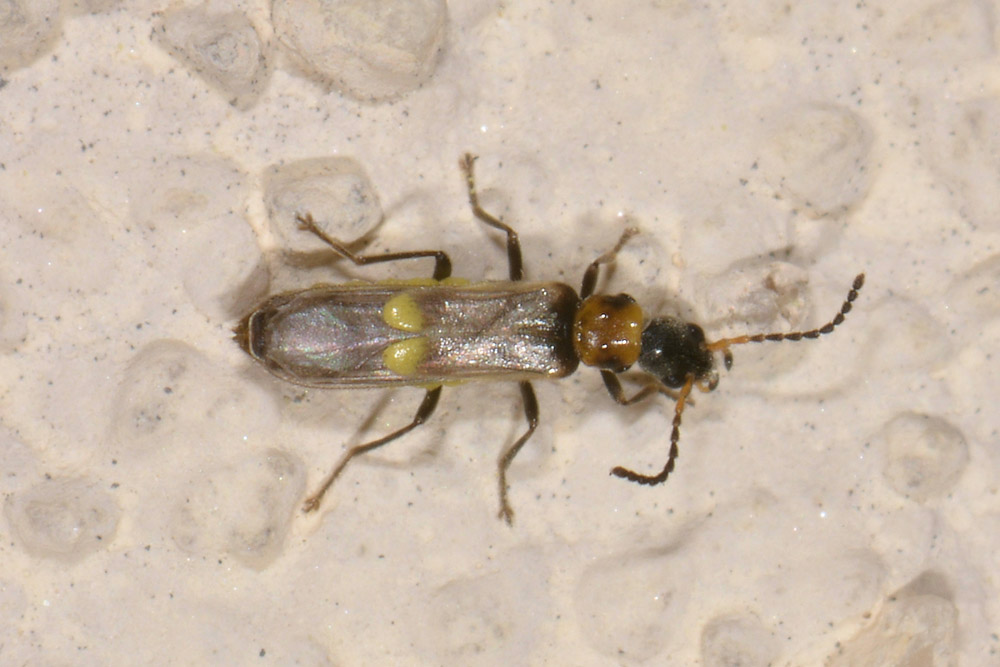 Cantharidae:   Malthodes sp.